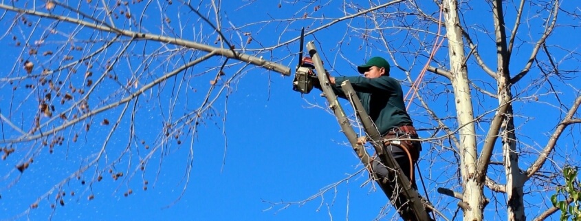 Arborist & Tree Trimming Services Insurance Policy